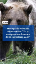 A poboación de oso pardo crece e expándese cada ano